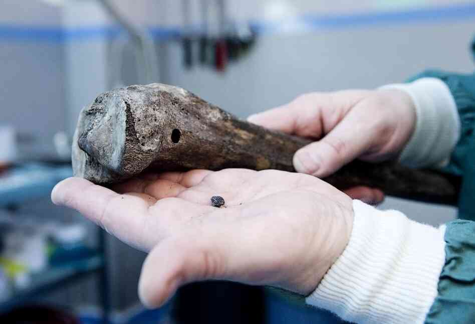 Ned Kelly's leg, complete with bullet wound. Ned Kelly's leg, complete with bullet wound.